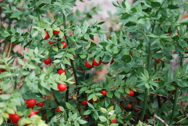 RUSCUS<br /><span>Box-Holly</span>