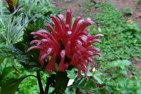 JUSTICIA<br /><span>Brazilian-Plume</span>
