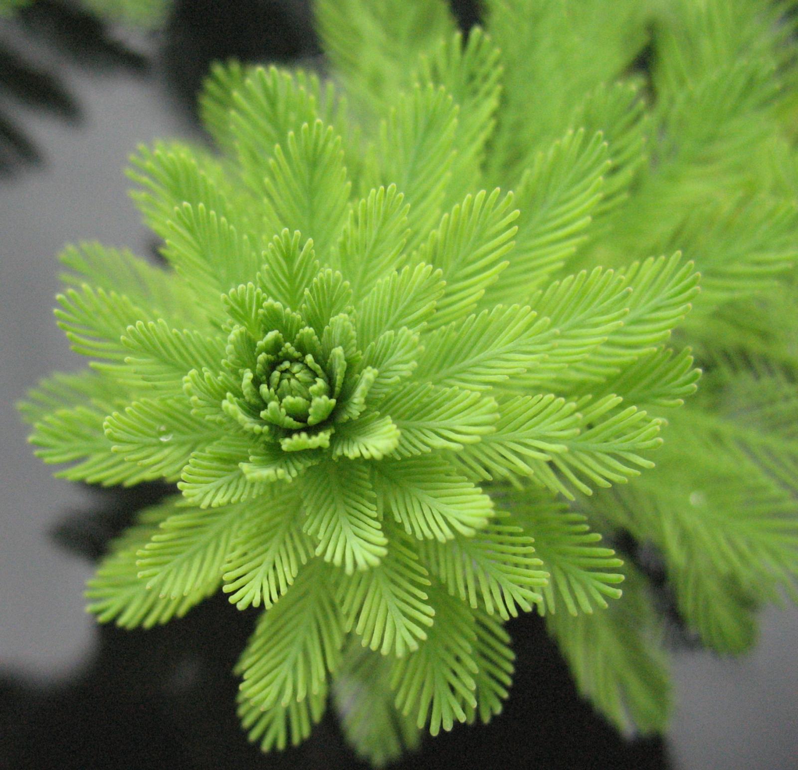 MYRIOPHYLLUM<br /><span>Brazilian Water-Milfoil, Parrot's-Feather, Thread-Of-Life, Water-Feather</span>