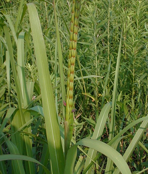 TRIPSACUM<br /><span>Gamagrass</span>