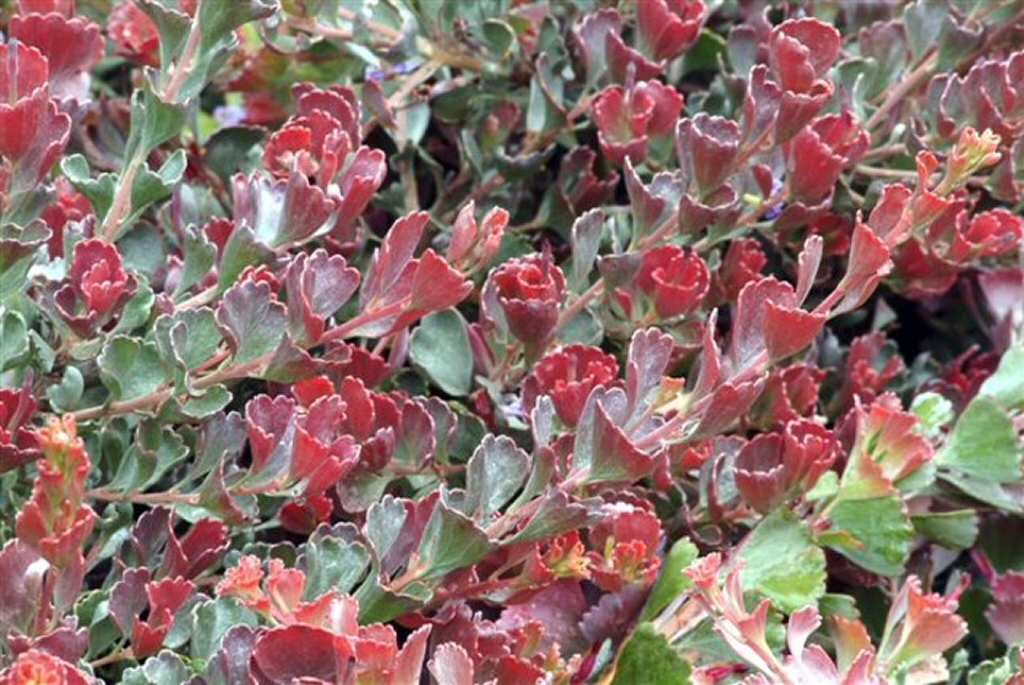 ADENANTHOS<br /><span>Bridlebush</span>