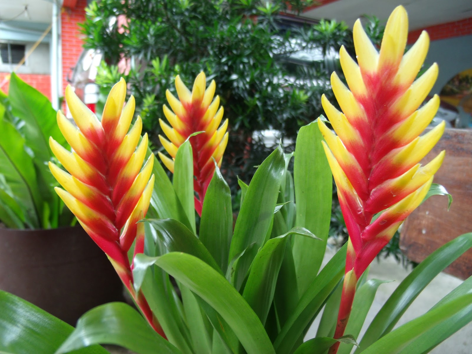 VRIESEA