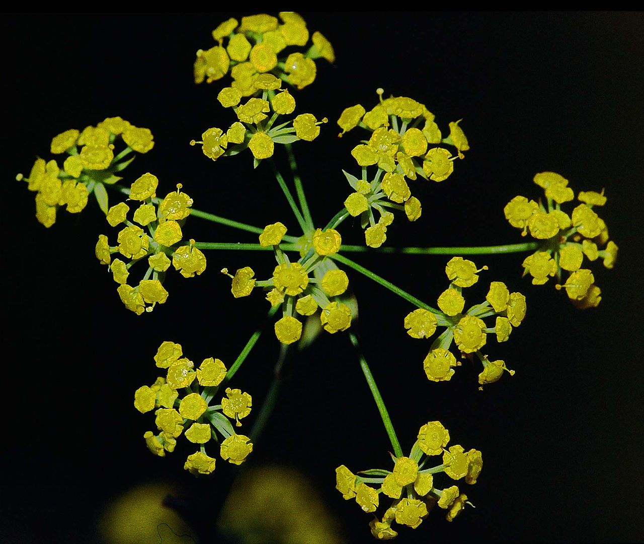 BUPLEURUM