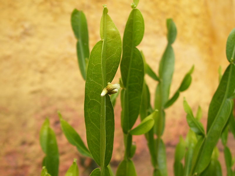 BACCHARIS