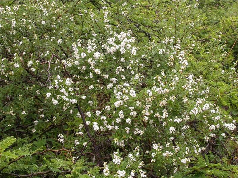 LIPPIA