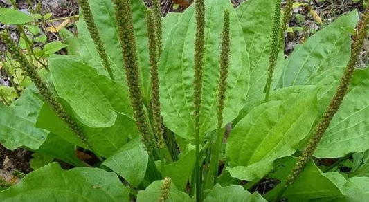 PLANTAGO<br /><span>Pătlagină</span>