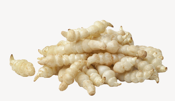 STACHYS<br /><span>Chinese Artichoke</span>