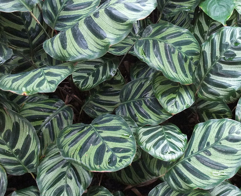CALATHEA