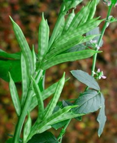 CYAMOPSIS<br /><span>Calcutta-Lucerne</span>