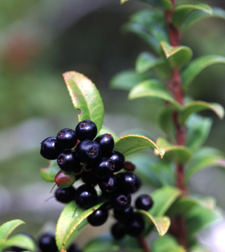 VACCINIUM<br /><span>Afin Californian</span>