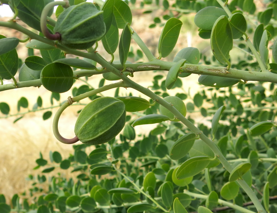 CAPPARIS<br /><span>Caper</span>
