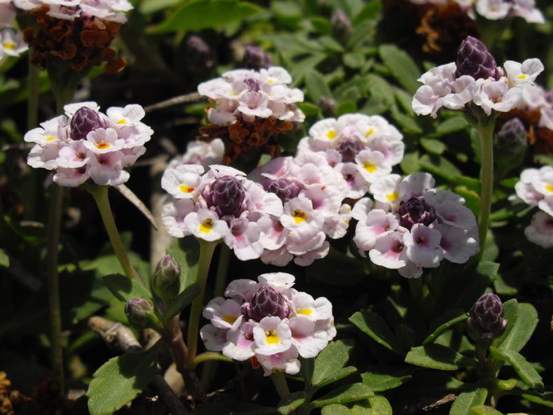 PHYLA<br /><span>Capeweed</span>
