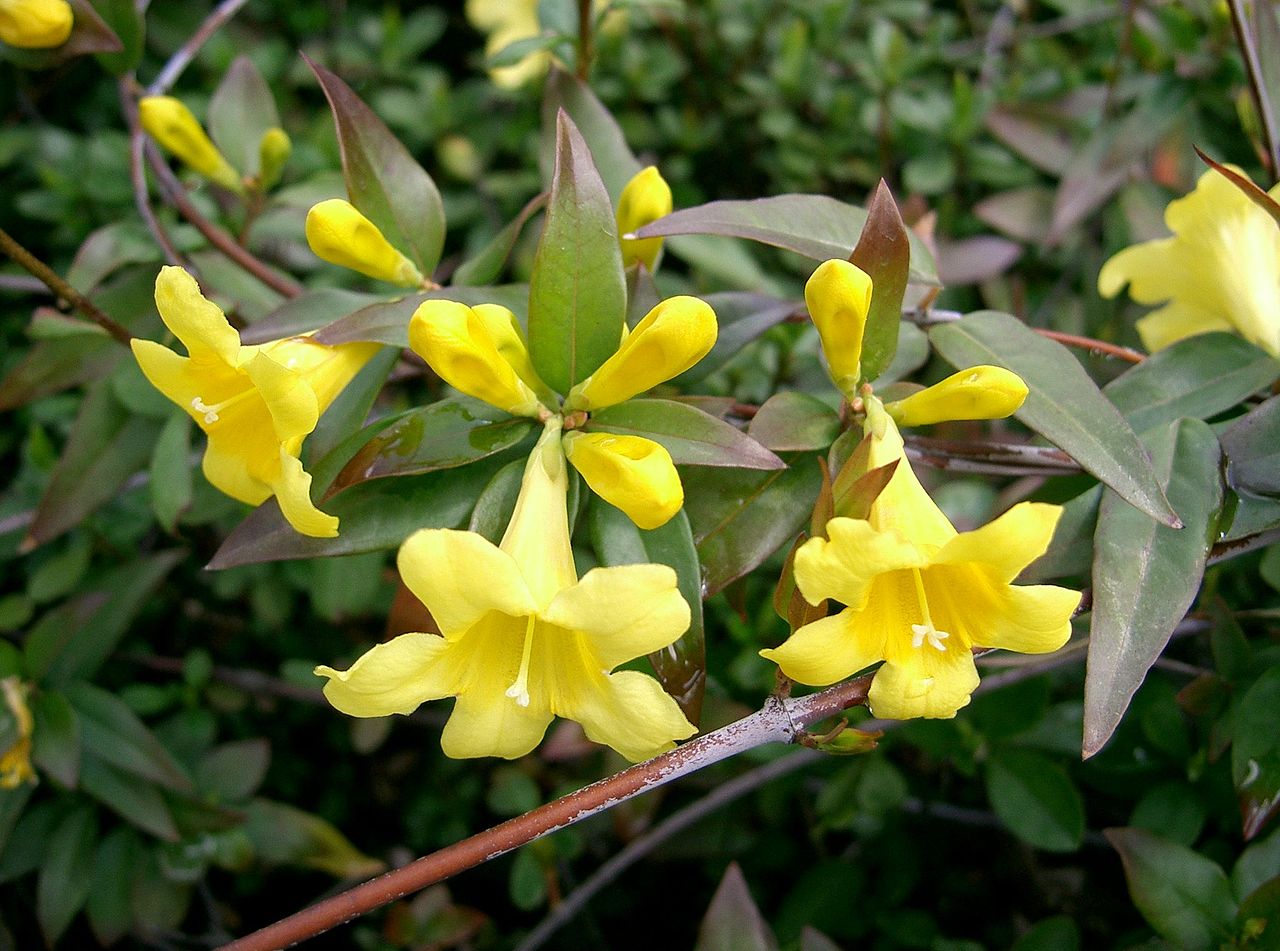 GELSEMIUM<br /><span>Carolina Jasmine</span>