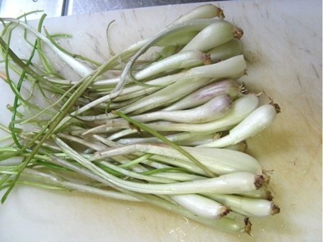 ALLIUM<br /><span>Chinese Allium</span>