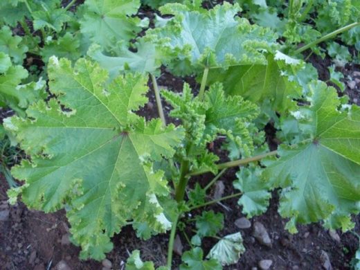 MALVA<br /><span>Nalbă Chinezească</span>