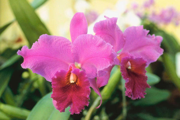 CATTLEYA