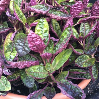 HEMIGRAPHIS<br /><span>Red Ivy</span>