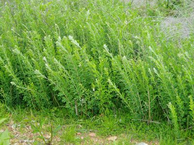 LESPEDEZA<br /><span>Chinese Bush-Clover</span>