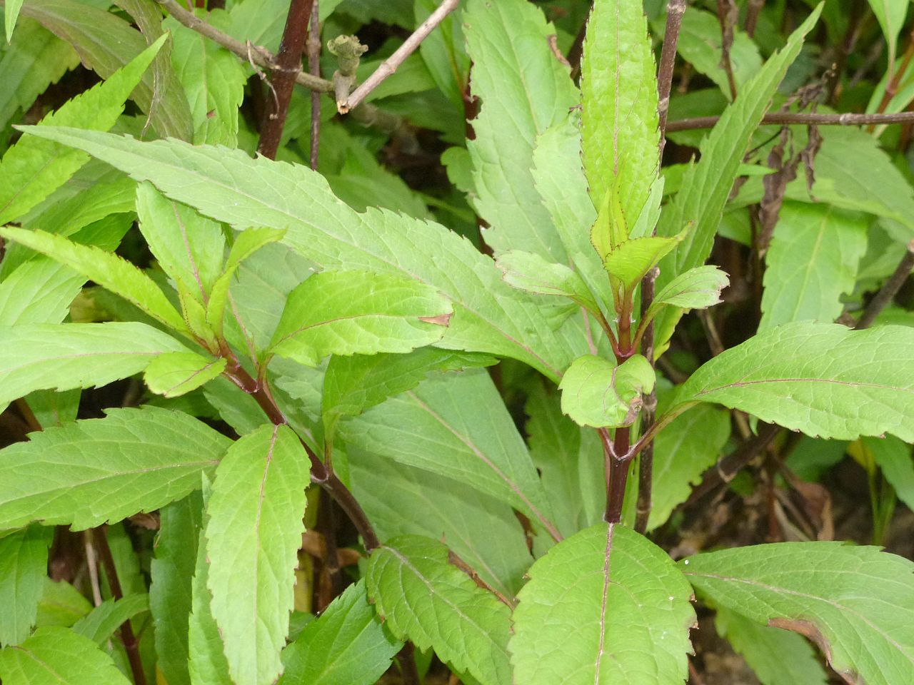 EUPATORIUM<br /><span>Eupatorium Chinezesc</span>