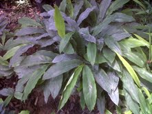 ALPINIA<br /><span>Ghimbir Chinezesc</span>