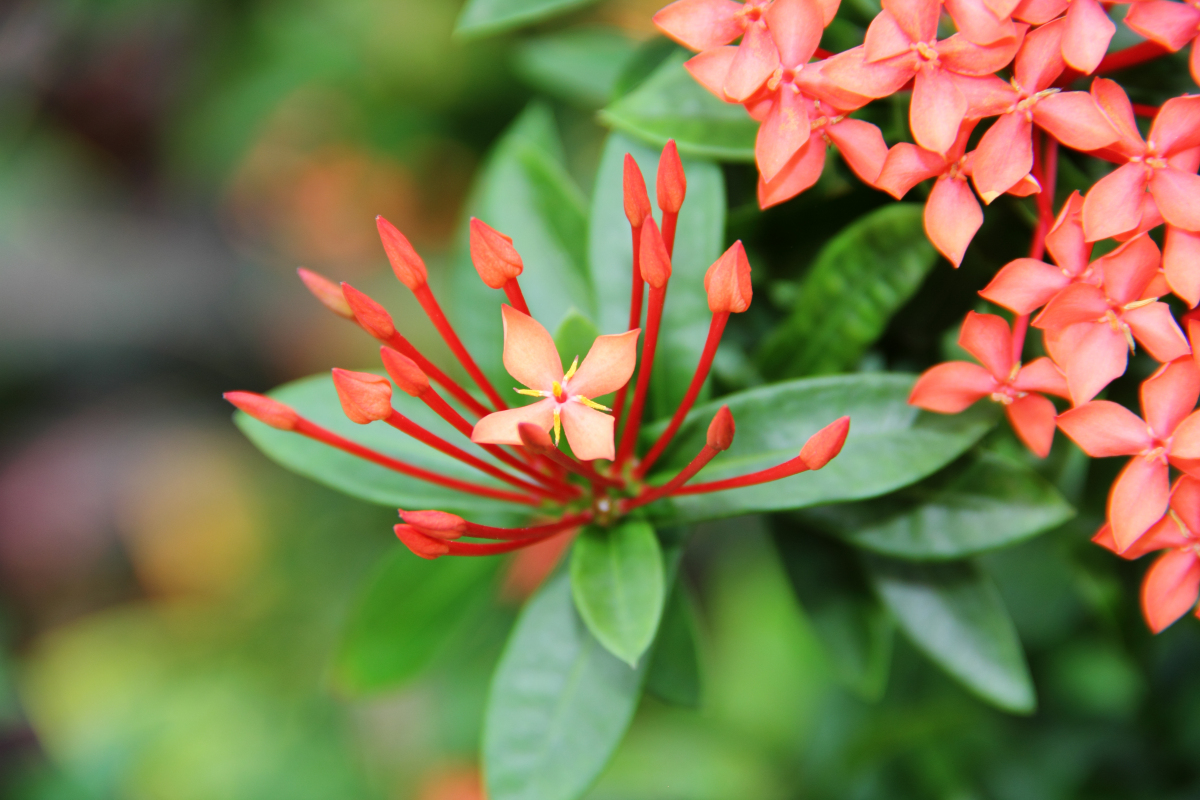IXORA