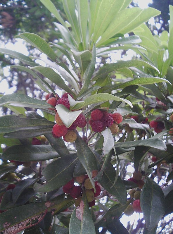 MYRICA<br /><span>Copac Chinezesc Cu Căpșuni</span>