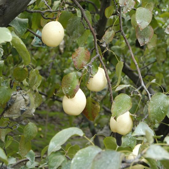 PYRUS<br /><span>Păr Chinezesc Și Ussuri</span>