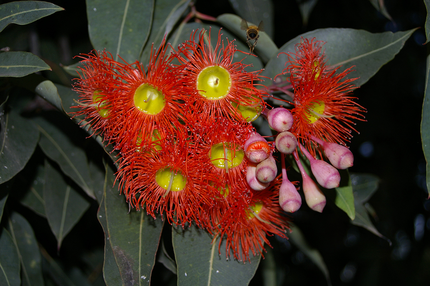 CORYMBIA