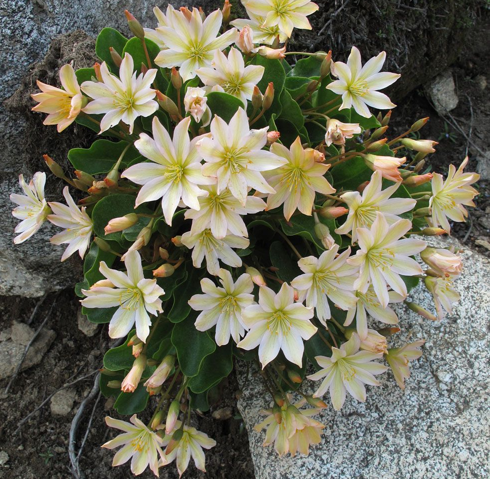 LEWISIOPSIS