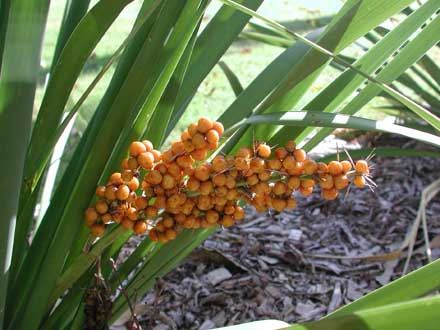 LOMANDRA
