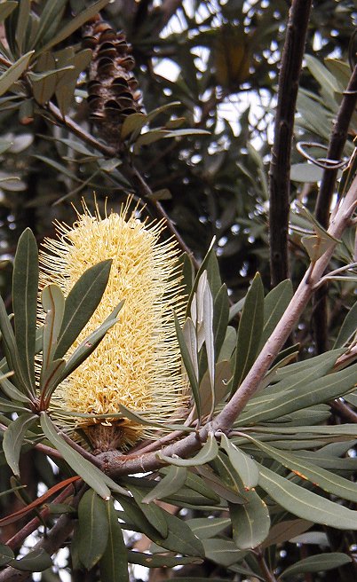 BANKSIA