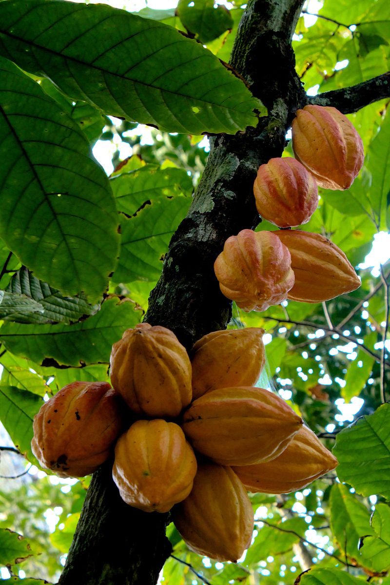 THEOBROMA<br /><span>Arbore De Cacao</span>