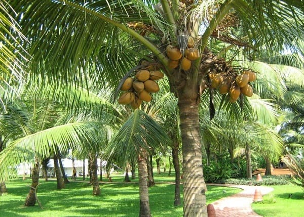 COCOS<br /><span>Cocotier</span>