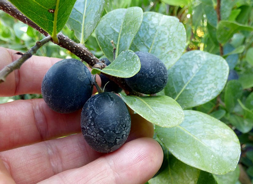 CHRYSOBALANUS<br /><span>Prune-Cocos</span>