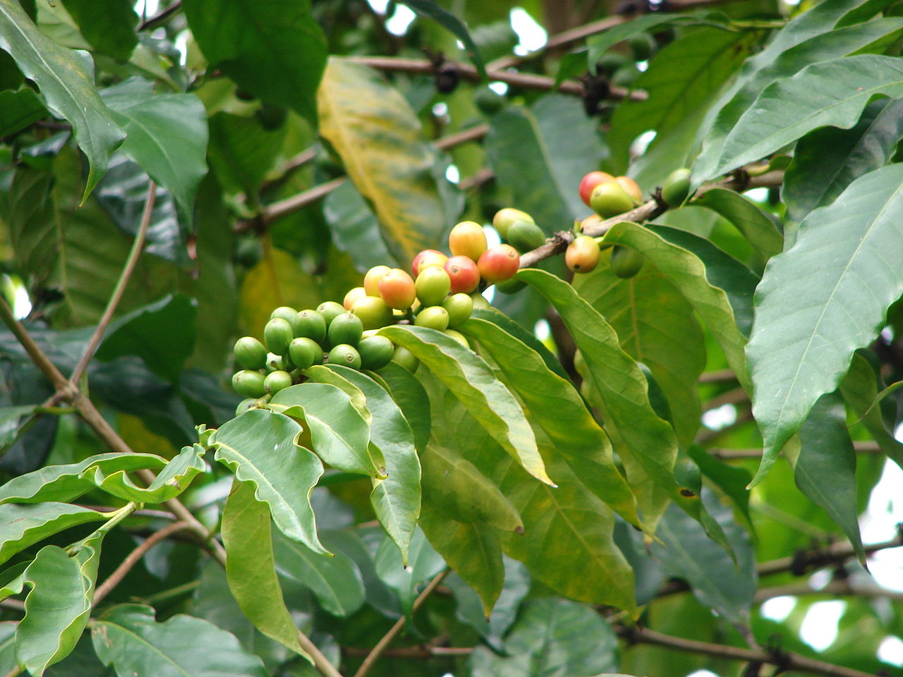 COFFEA<br /><span>Arbust De Cafea</span>