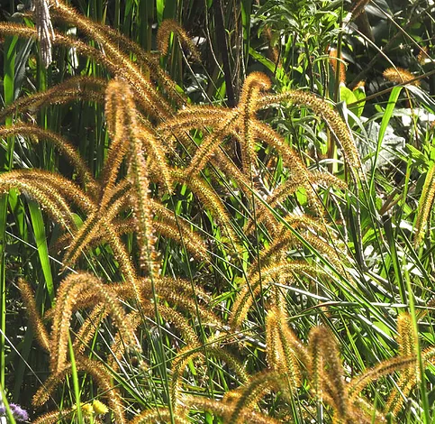 SETARIA<br /><span>Common Setaria</span>