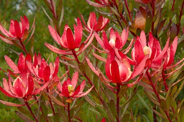 LEUCADENDRON<br /><span>Arbust Cu Conuri</span>
