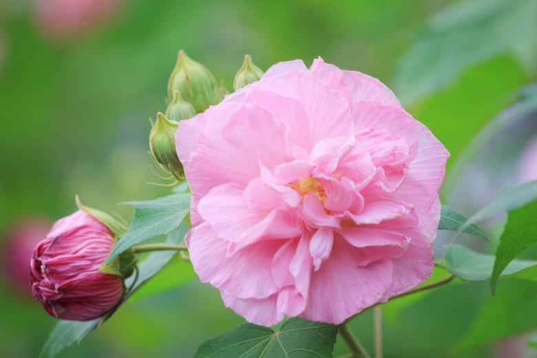 HIBISCUS<br /><span>Trandafir De Bumbac</span>