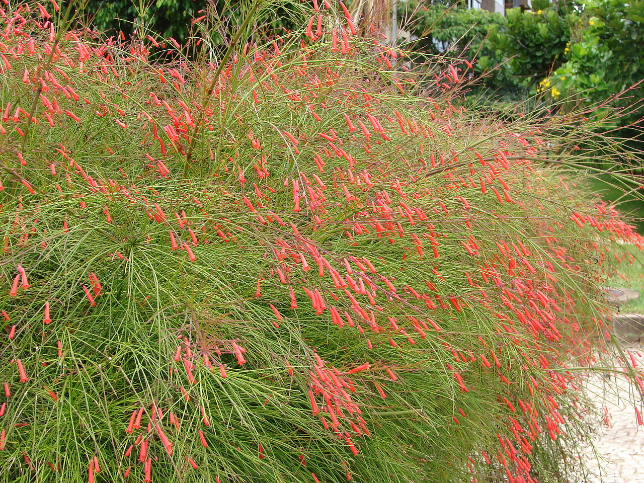RUSSELIA<br /><span>Coralplant</span>