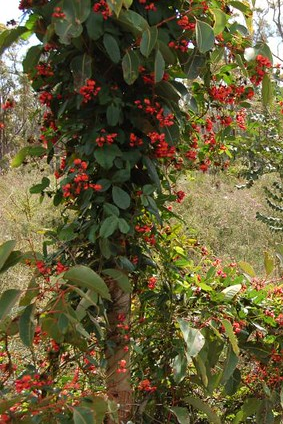 KENNEDIA<br /><span>Coral Vine</span>