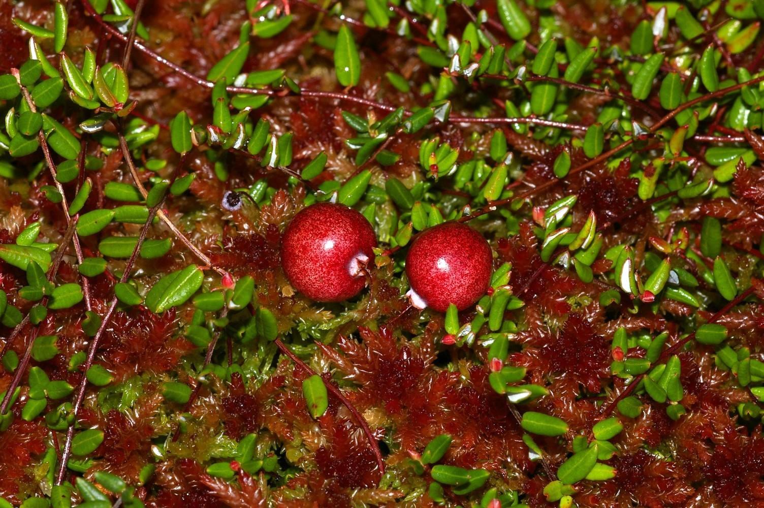 VACCINIUM<br /><span>Merișor De Mlaștină</span>