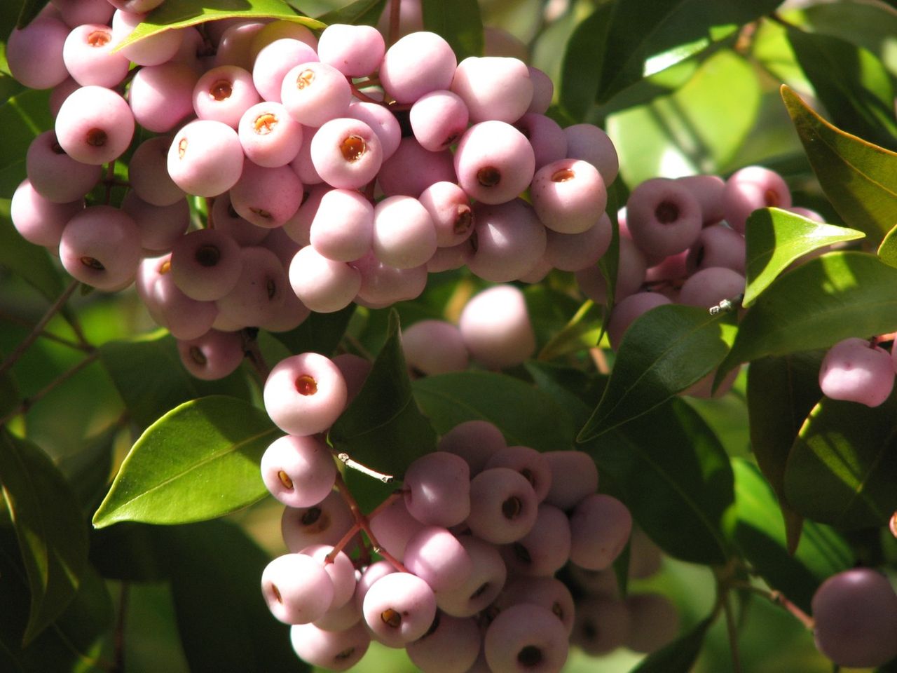 SYZYGIUM