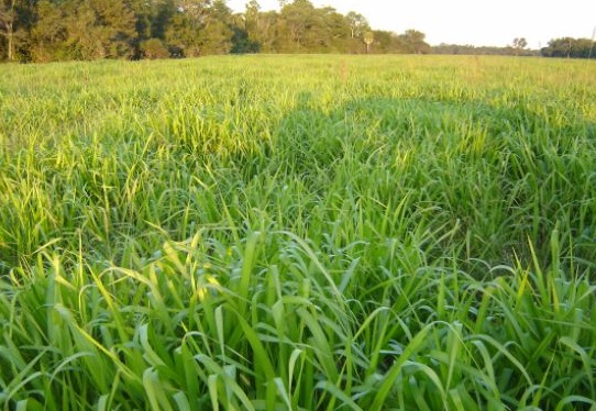 BRACHIARIA<br /><span>Creeping Signal Grass</span>
