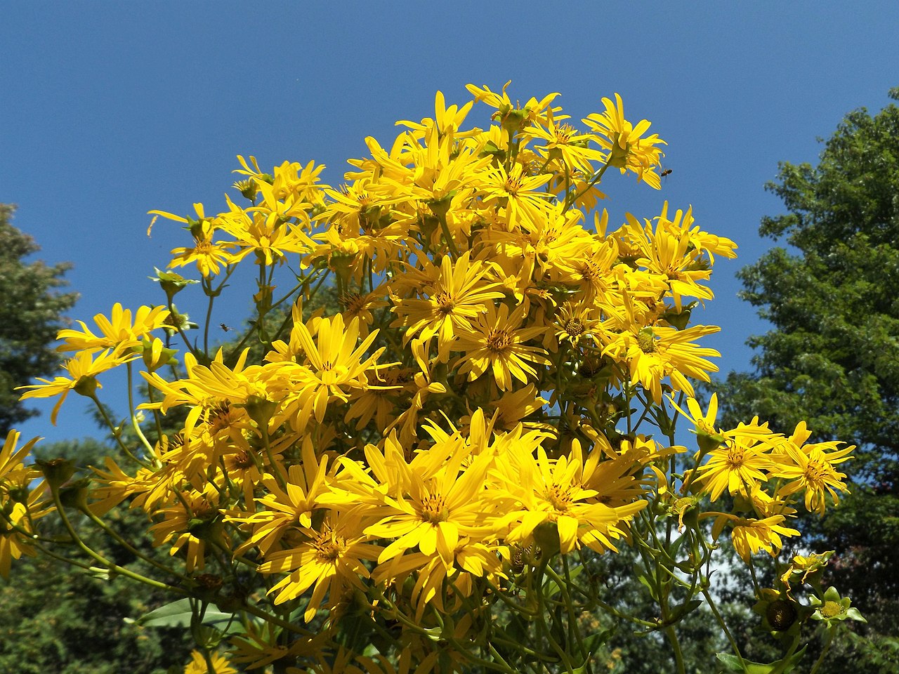SILPHIUM<br /><span>Cup-Plant</span>