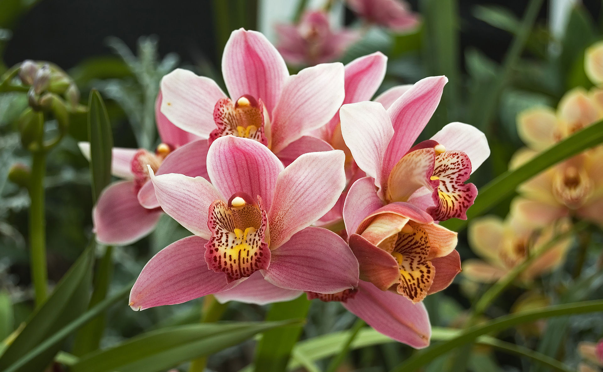 CYMBIDIUM