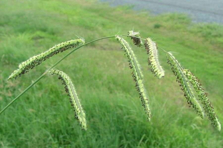 PASPALUM<br /><span>Dallisgrass</span>