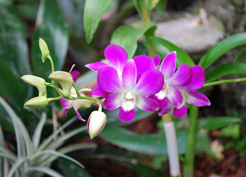 DENDROBIUM
