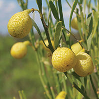 CITRUS<br /><span>Desert-Lime</span>