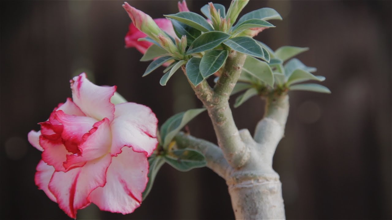 ADENIUM<br /><span>Trandafirul Deșertului</span>