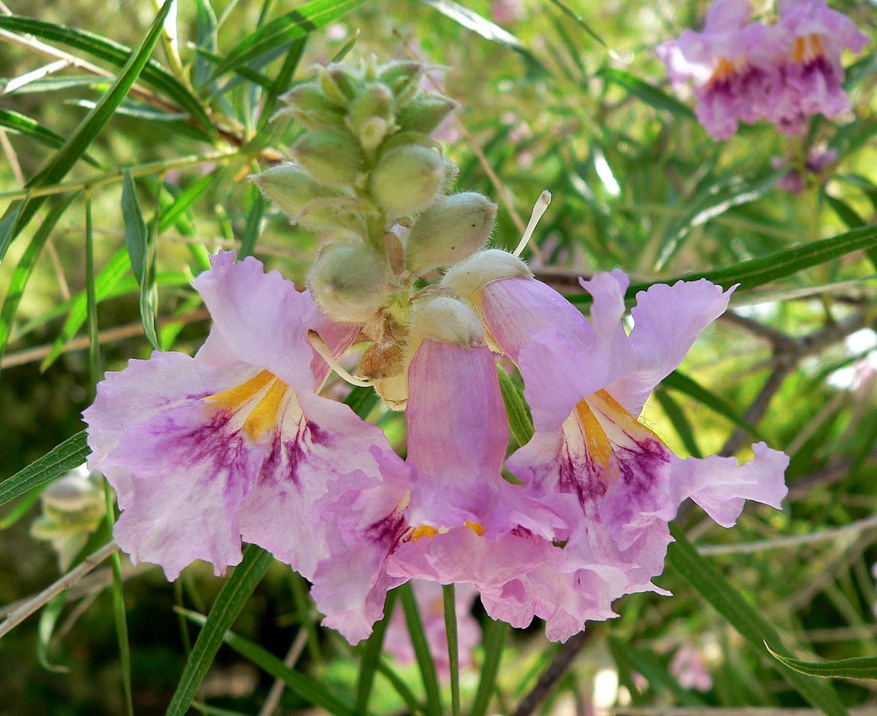 CHILOPSIS<br /><span>Salcia Deșertului</span>